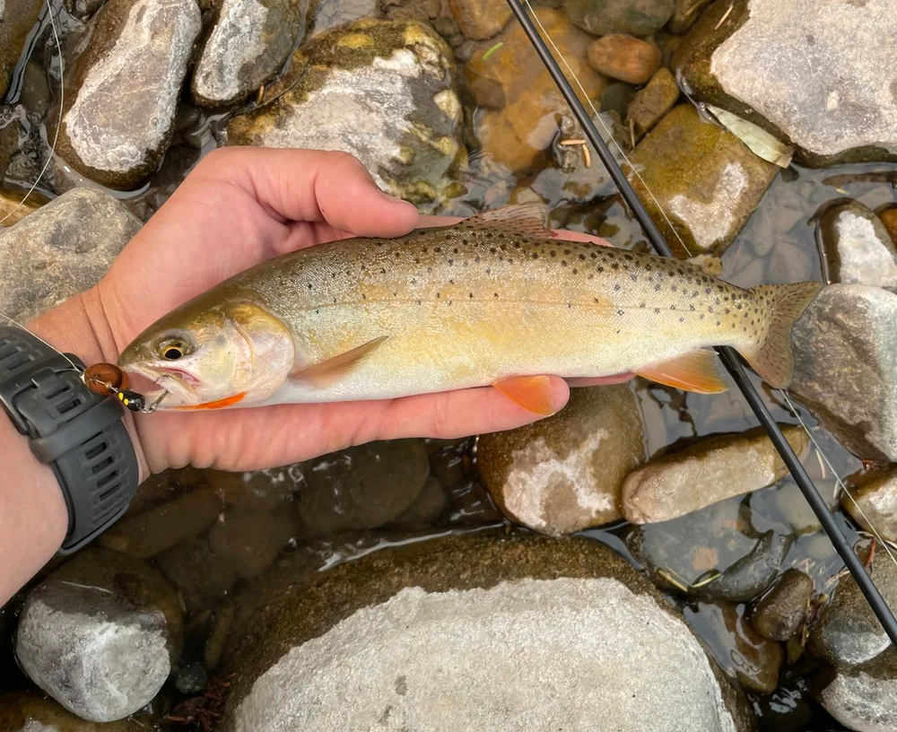 Cutthroat Trout
