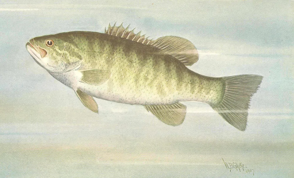 Smallmouth Bass