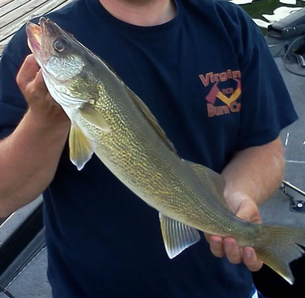 Walleye